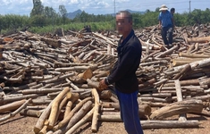 Bình Thuận: Bắt đối tượng cưa trộm hơn một nghìn cây keo lá tràm