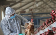 Trung Quốc phát hiện cúm gia cầm ở động vật hoang dã
