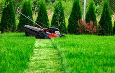 Độc đáo chiến dịch “ngưng cắt cỏ” tại Anh