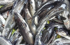 Khẩn trương xác định nguyên nhân cá chết hàng loạt trên sông Mã