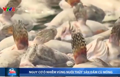 Báo động ô nhiễm môi trường sau sự cố cá, tôm chết hàng loạt trên đầm Cù Mông