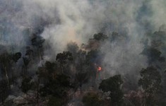 Diện tích rừng Amazon cháy tại Brazil cao kỷ lục trong 25 năm