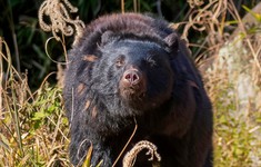 Nhật Bản ban hành cảnh báo việc gấu tấn công gây chết người