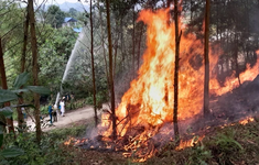 Lâm Đồng tăng cường biện pháp cấp bách phòng, chống cháy rừng