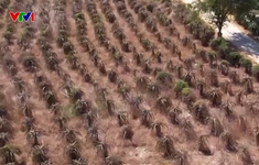 Nhiều vườn cây thanh long ở Bình Thuận chết khô vì thiếu nước