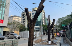 Hà Nội: Hàng loạt cây xanh lâu năm  bị cắt trụi ngọn, trồi gốc