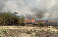 Cháy hàng chục ha rừng và ruộng mía tại Khánh Hòa