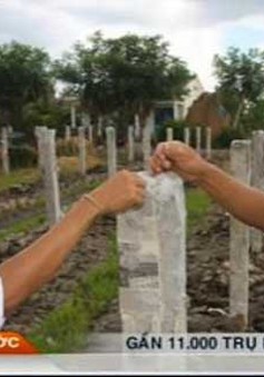 Gần 11.000 trụ bê tông trồng thanh long tự ngã đổ