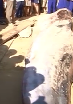 Cá voi dài gần 6m trôi dạt vào bờ tại Phú Yên