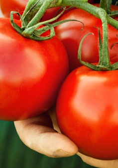 7 lưu ý cần nhớ khi ăn cà chua