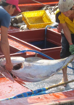 Sản lượng khai thác cá ngừ đại dương giảm mạnh do ảnh hưởng của El Nino