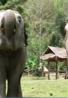 Độc đáo cà phê voi tại Thái Lan