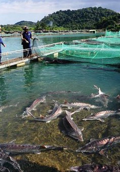 Lâm Đồng: DN cá nước lạnh kinh doanh bế tắc