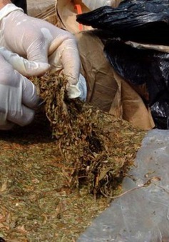 Bolivia bắt giữ 27 tấn lá coca vụn để chế biến cocaine