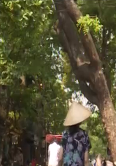 Hà Nội: Kiến nghị chặt hạ cây xà cừ có nguy cơ gãy đổ trên phố Hàng Chiếu