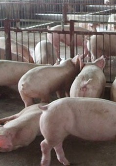 Đồng Nai: Phát hiện chất cấm chăn nuôi vượt 500 lần