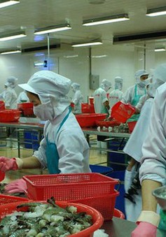 Trung Quốc gỡ bỏ lệnh tạm dừng nhập khẩu tôm sú Việt Nam