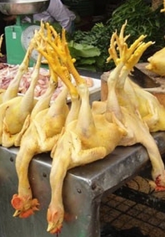 Cách nhận biết gà có nhuộm hóa chất hay không