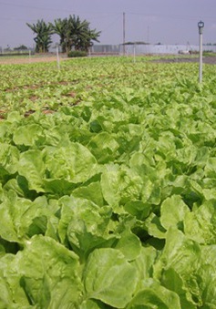 Sau 7 năm, diện tích trồng rau VietGap mới đạt 0,4%