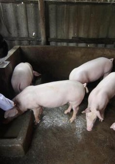 Tây Ninh ngăn chặn dịch lợn tai xanh từ Campuchia
