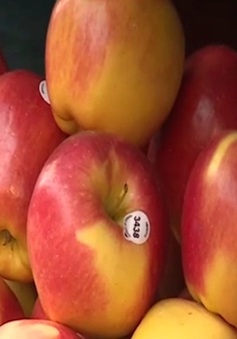 "Loạn" xuất xứ các loại táo trên thị trường