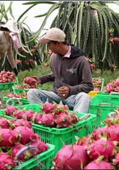 Nông dân Bình Thuận không ‘mặn mà’  trồng thanh long VietGAP