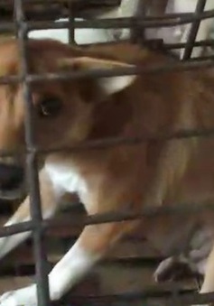 Phú Yên: Táo tợn nạn trộm chó ở làng quê