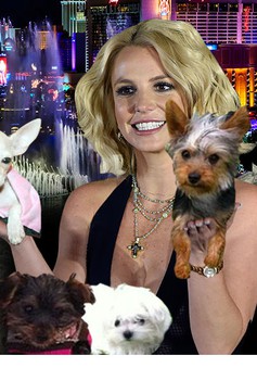 Britney Spears chi 8 triệu USD cho… chó, massage