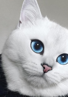 Chắc chắn bạn chưa từng thấy đôi mắt nào xanh như thế này!