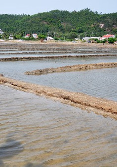 Rớt giá “thê thảm”, diêm dân bỏ hoang ruộng muối Sa Huỳnh