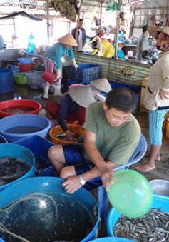 Đồng Tháp: Chợ cá đồng Trường Xuân tấp nập mùa nước nổi