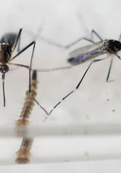 Việt Nam chính thức vào cuộc chiến chống virus Zika