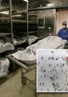 Mỹ mở phòng xét nghiệm virus Zika