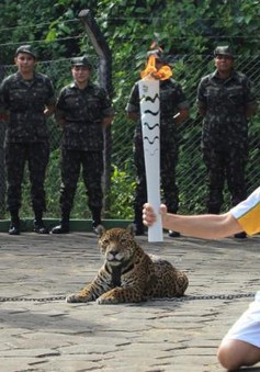 Báo đốm bị bắn chết sau khi rước đuốc Olympic Rio
