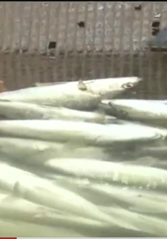 Giá cá lăng sụt giảm mạnh, người nuôi lao đao