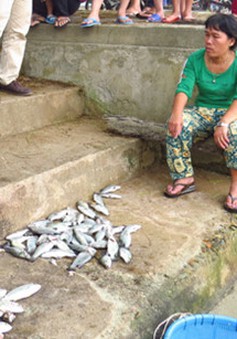 TT-Huế: Cá lồng bè chết hàng loạt do ngọt hóa vùng đầm phá