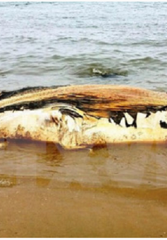 Xác cá voi 5 tấn dạt vào bờ biển Quảng Bình