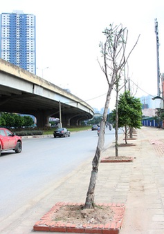 Hà Nội: Gần 90 cây xanh mới trồng chết khô trên phố
