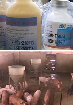 Mua bán, sử dụng thuốc kháng sinh "vô tội vạ" trong chăn nuôi