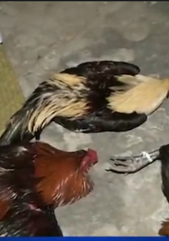 Phá trường gà tại Trà Vinh, bắt giữ 41 đối tượng