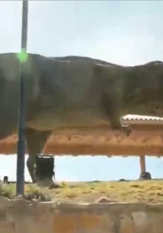 Phát hiện dấu chân khủng long tại Bolivia