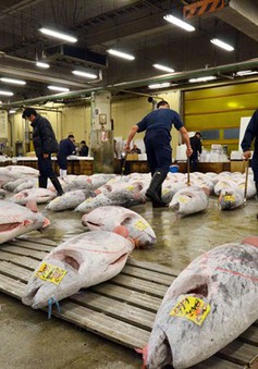 Nhật Bản tổ chức phiên đấu giá cá ngừ đầu tiên trong năm 2016