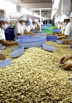 Ngành điều Việt Nam phải nhập hơn 50% nguyên liệu để chế biến