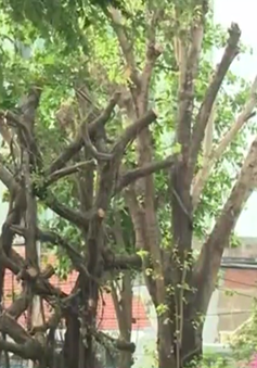 Đốn hạ cây xanh ở TP.HCM: Do thân cây bị cong nghiêng, gây nguy hiểm cho người đi đường