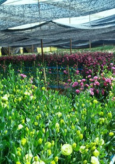 Nhà vườn tại Gia Lai lo lắng do hoa Tết nở sớm