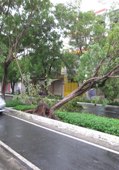 Khánh Hòa: Mưa khiến nhiều cây xanh ngã đổ, 1 tàu cá bị chìm