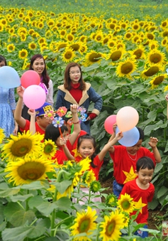 Tháng 12, đến Nghệ An tham dự Ngày hội "Hoa hướng dương"