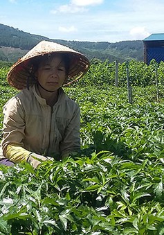 Lâm Đồng: Tìm đầu ra cho cây dược liệu đương quy