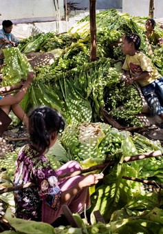 Lao động trẻ em trên những cánh đồng thuốc lá tại Indonesia