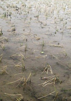 Hà Tĩnh: Hơn 5.000 ha lúa Đông Xuân bị chết do rét hại